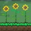 Old Sunflowers screenshot 1