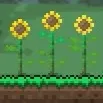 Old Sunflowers